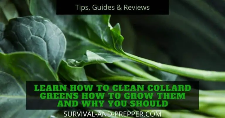 Learn How to Clean Collard Greens, How to Grow Them and Why
