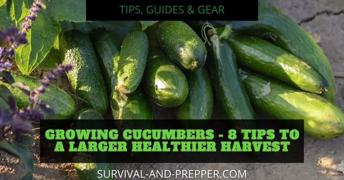 green cucumbers in a bushel