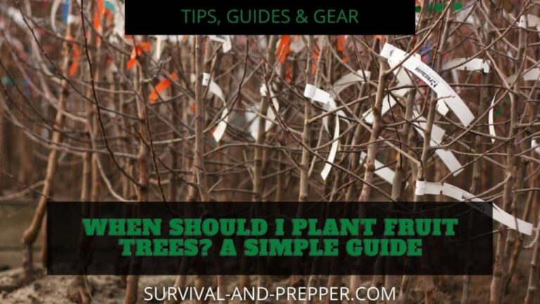 When Should I Plant Fruit Trees? A simple Guide