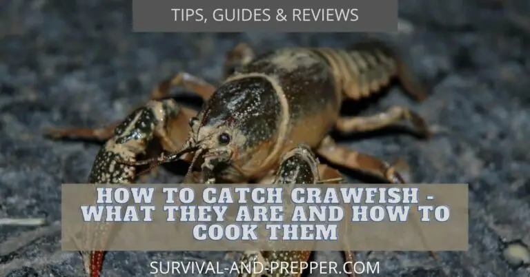 How to catch Crawfish – What they are and how to cook them