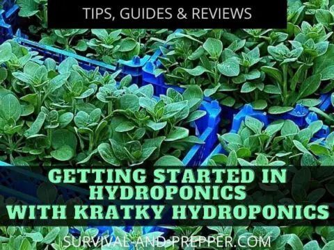 Green leafy veggies grown in hydroponic totes