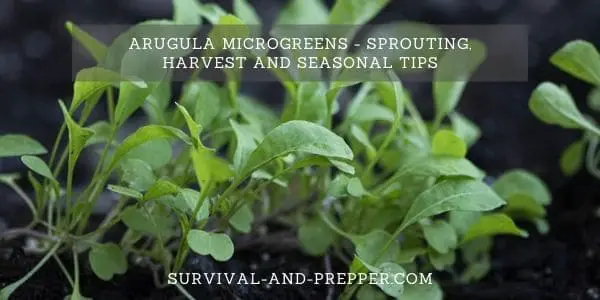 Arugula Microgreens – Sprouting, Harvest and Seasonal Tips