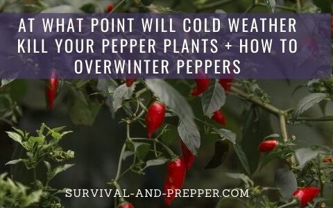 Will Cold Kill Pepper Plants