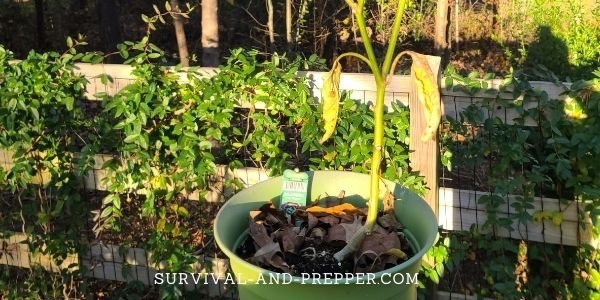 Pepper plant potted in preparation for overwintering.