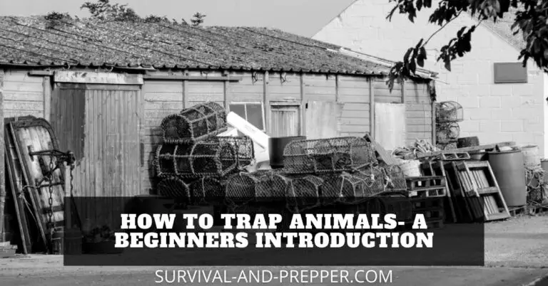 How To Trap Animals- A Beginners Introduction