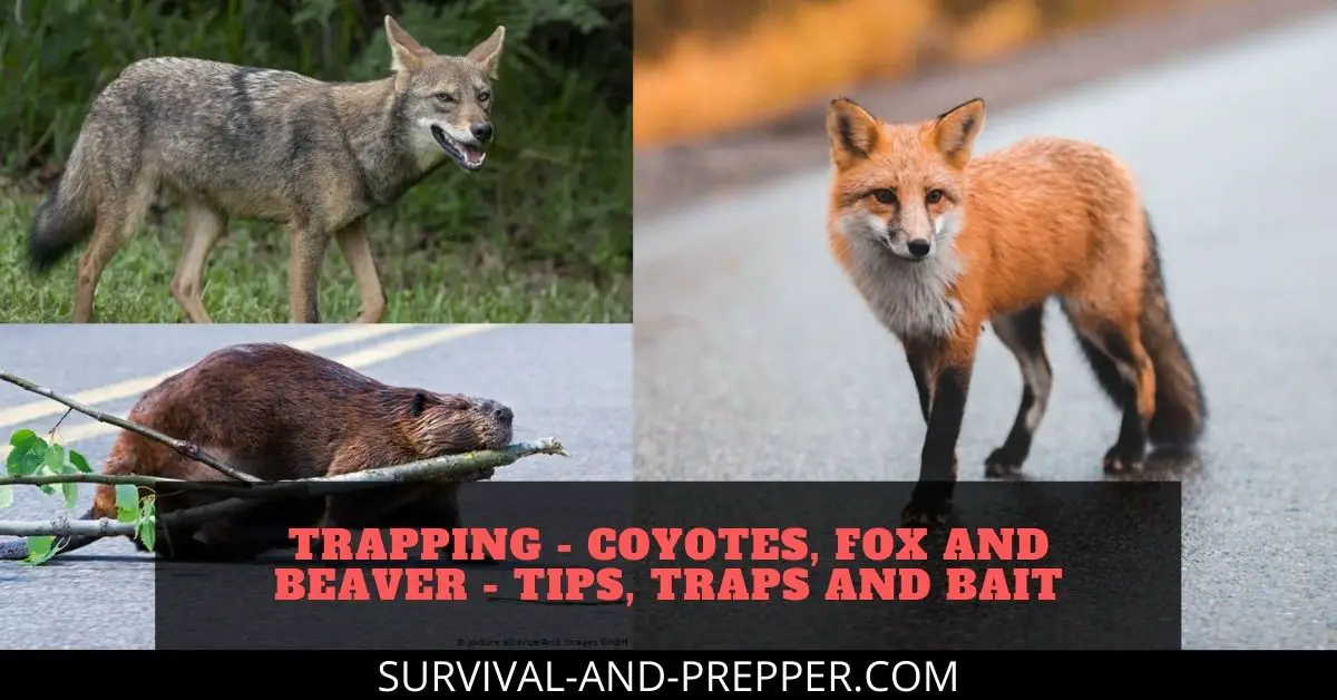 Trapping - Coyotes, Fox and Beaver - Tips, Traps and Bait