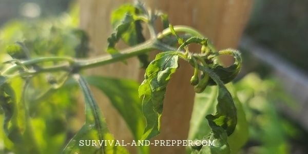 Pepper Plants with small peppers formed and wilting leaves.